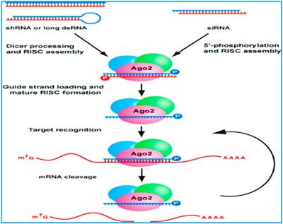 RNA interference (RNAi) applications to the management of fall armyworm, Spodoptera frugiperda (Lepidoptera: Noctuidae): Its current trends and future prospects